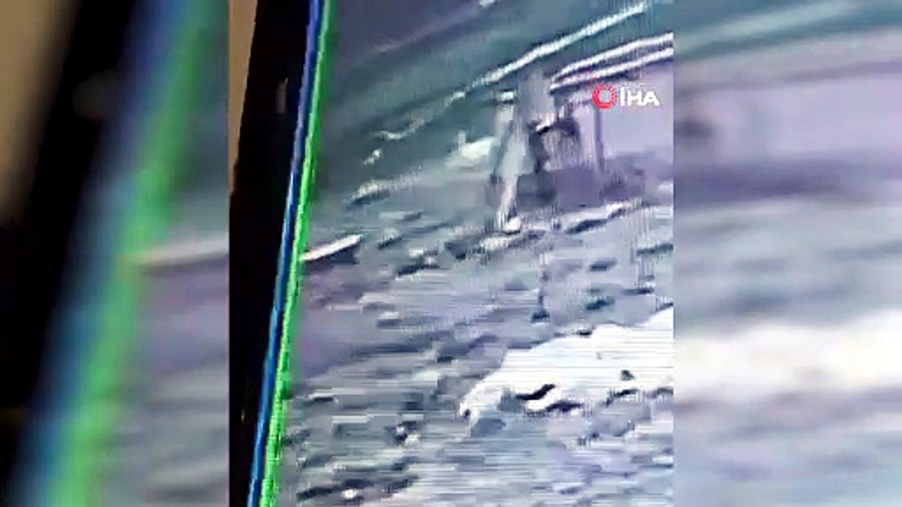 Van'daki köpek dehşetinin görüntüleri ortaya çıktı
