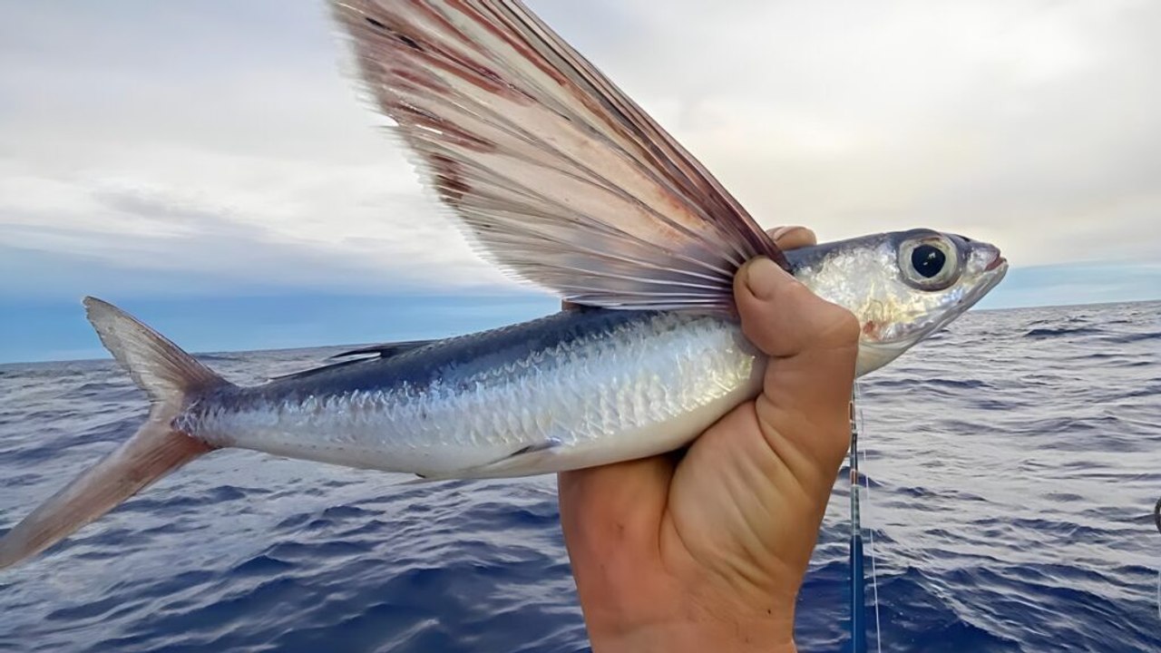 Top 10 Fastest Ocean Fish and Their Speeds