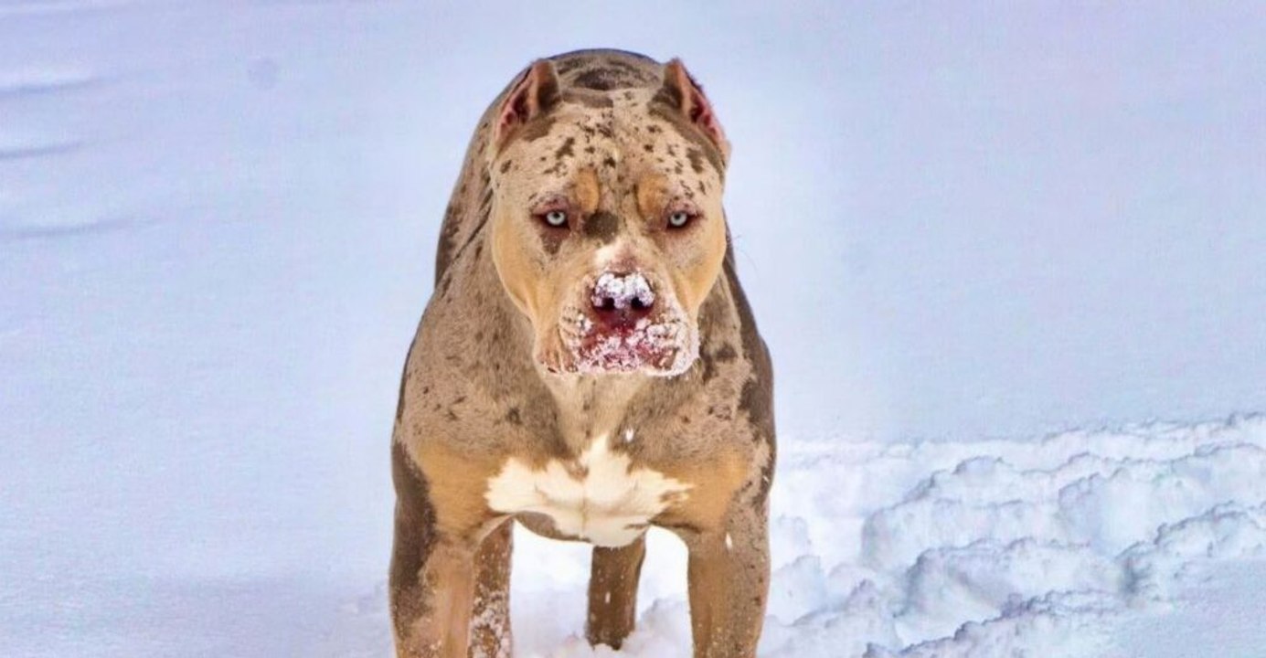Top 10 dog breeds prone to aggression and how to handle them