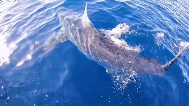 L'incontro ravvicinato con lo squalo Mako