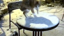 Funny Cat Moment 🐱🔥