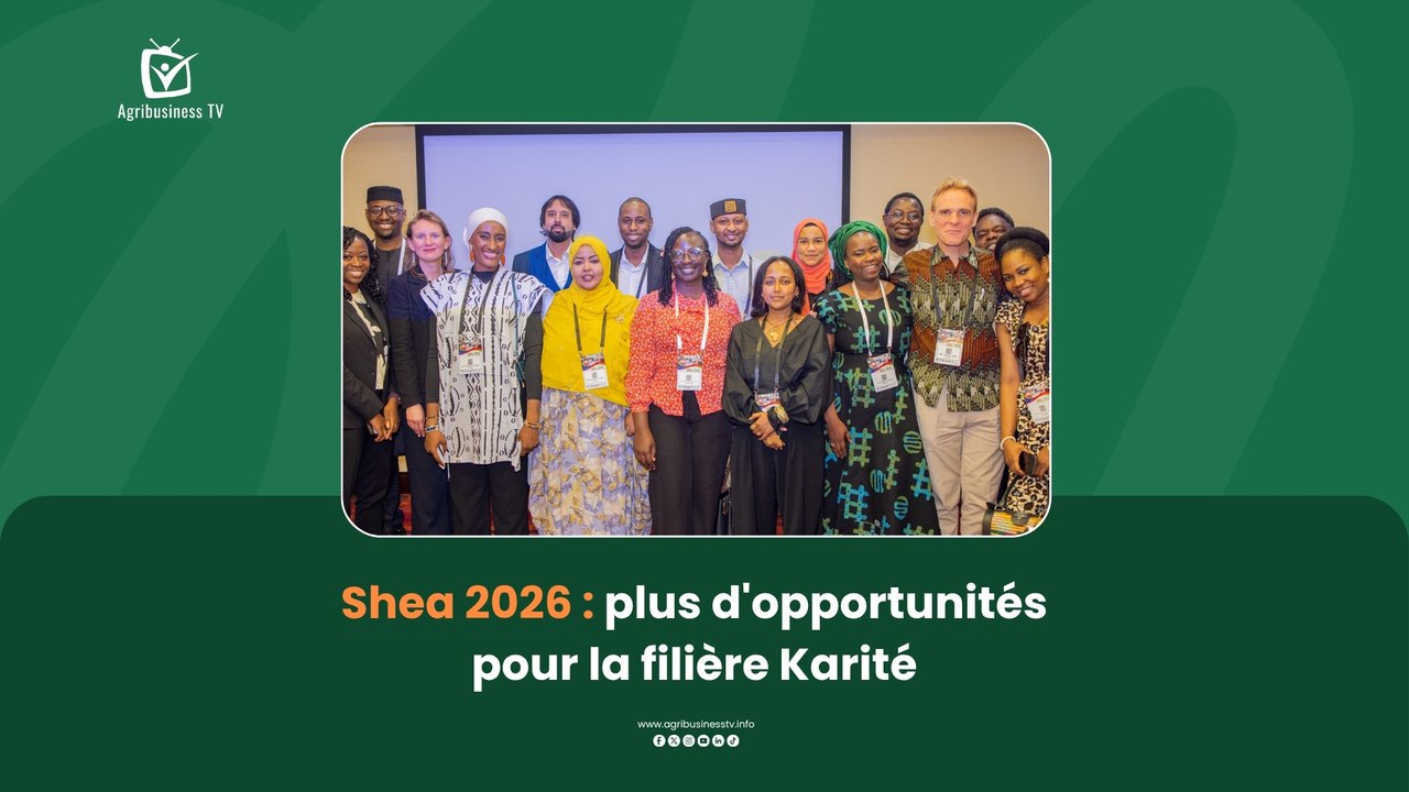 Agri Actu : Shea 2026, plus d'opportunités pour la filière Karité