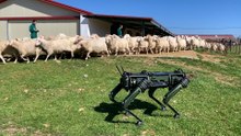 Así son los robots perro para cuidar y guiar ganado: "Podrían trabajar 24 horas todos los días"