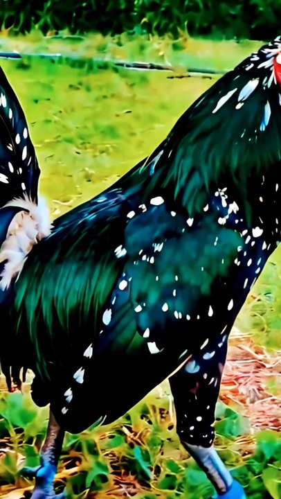 Beautiful Bird Pakistani