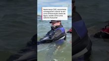 Baleia que ficou encalhada por semanas é resgatada na Alemanha e segue para o mar aberto #shorts