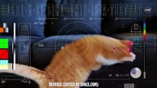 NASA Beams Cat Video 19 Million Miles Through Space Using Via A Laser