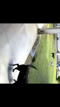Cães invadem campus de direito da UFAL, atacam alunos e professores e aulas são suspensas