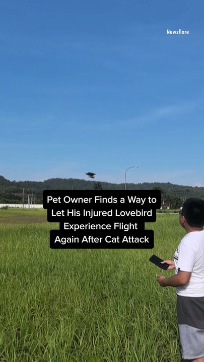 Pet Owner Finds a Way to Let His Injured Lovebird Experience Flight Again After Cat Attack
