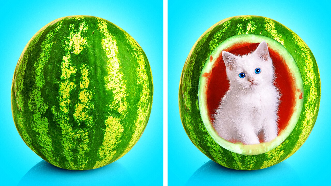 Smart Solutions for Cat Care: Gadgets and Tips...