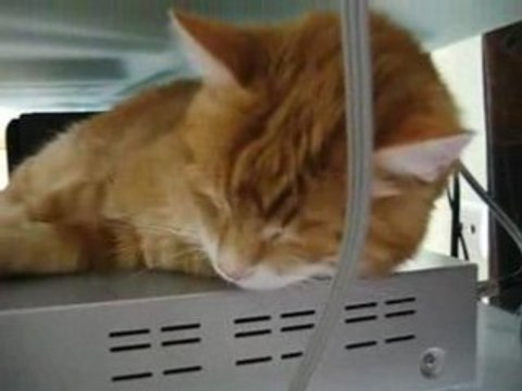 Minou mon p'tit chat adore.