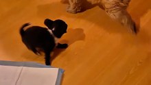 Je triche à touche touche… maison 😂🐶