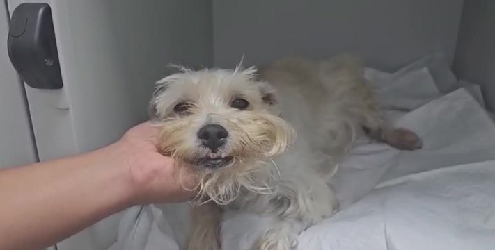 c7-mascotas-con-atencion-especializada-un-servicio-en-crecimiento-en-costa-rica-280426