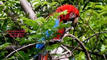 Beautiful Green Parrots in Nature | BlueWing Wildlife 🦜