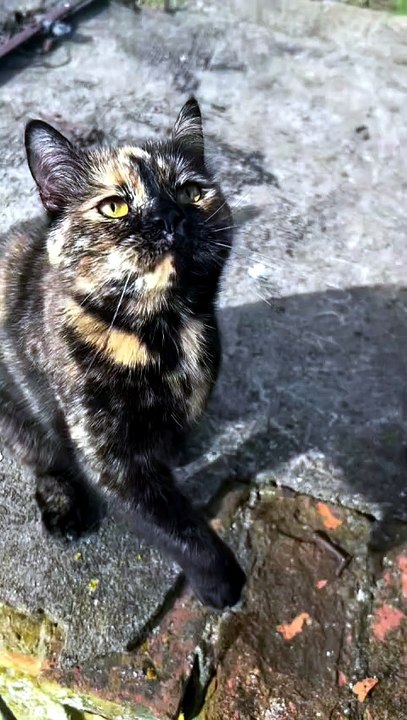 Meow Meow… Feed Me Please 🥺🐾
