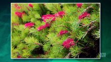 Gardening Australia - Season 37 Episode 12