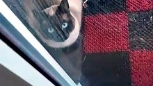 He Smelled Lunch From Miles Away… Now He’s Waiting 😳🐾#cat #funnycats #Catlover