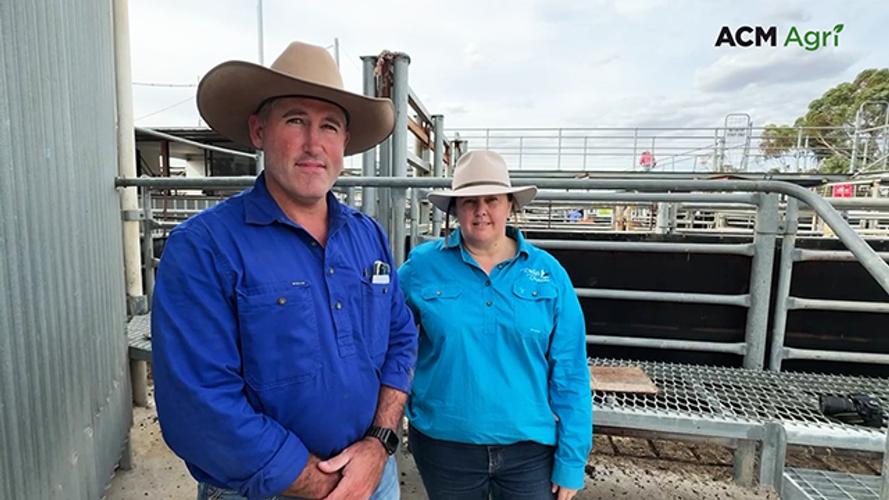 Strathalbyn May store cattle sale