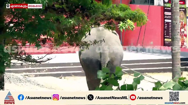 കലി അടങ്ങാതെ... സര്‍വത്ര നാശം വിതച്ച് അങ്കമാലിയിൽ വിരണ്ടോടിയ ആന