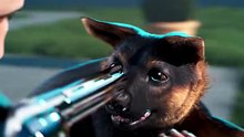 Man Shot By His Own Puppy