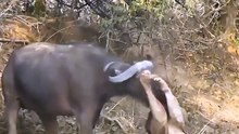 Buffalo Herd Chases Attacking Lion!😱