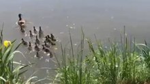 Torino, lo spettacolo degli anatroccoli di germano reale. È ora del primo tuffo con mamma nei corsi d'acqua di Torino (ma non li disturbate)