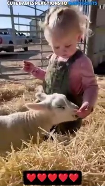 Cute Baby Reactions To Baby Goat 🥰 #Dailymotio...