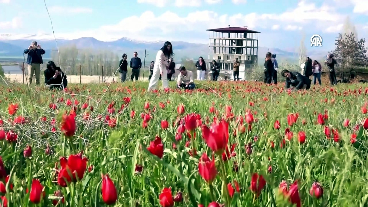 "Muş 1071" ismiyle tescillenen laleler, Muş Ovası'nı kırmızıya bürüdü