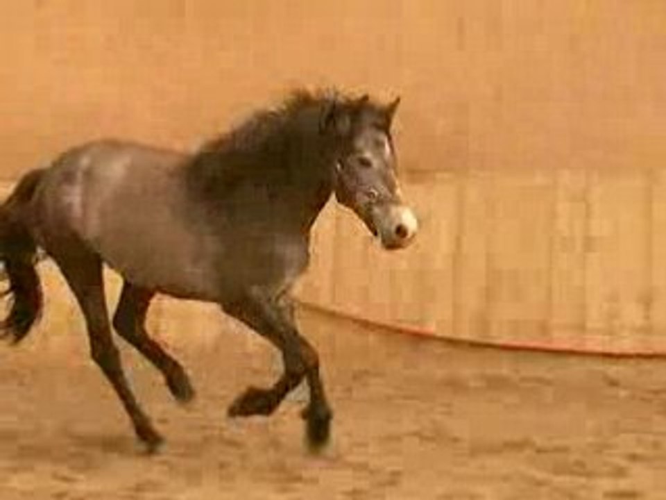 Shalimar juin 2008 1 er séance CSO lib 2