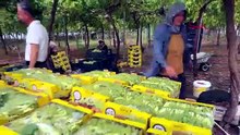 Türkiye'de ilk üzüm hasadı başladı: Fiyatıyla yüzleri güldürdü