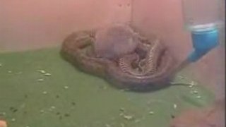 une grenouille et un serpent amitie unique