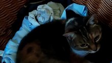 Why Do Cats Love Laundry Baskets SO Much? 😂🐾#cat #funnycats #catlover