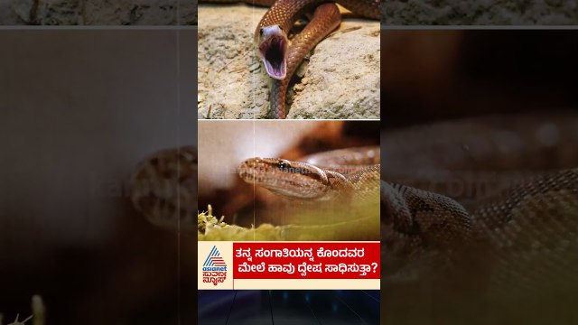 ತನ್ನ ಸಂಗಾತಿಯನ್ನ ಕೊಂದವರ ವಿರುದ್ಧ ಹಾವು ದ್ವೇಷ ಸಾಧಿಸುತ್ತಾ? | #shorts #snake #kannadanews #suvarnanews