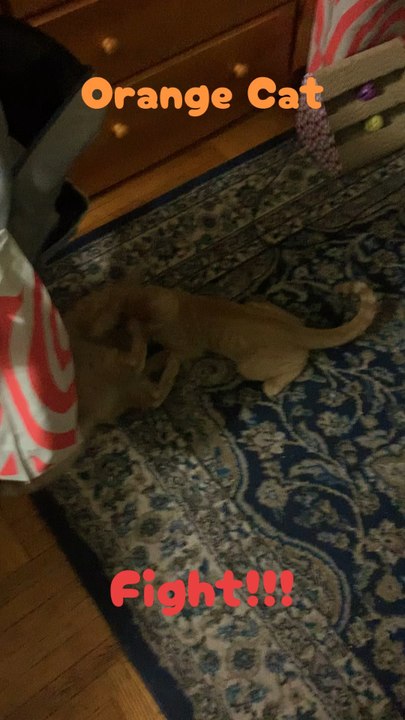 Epic orange cat fight!!😼😼