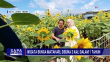 Pesona Bunga Matahari Mekar di Kota Batu Jawa Timur, Ramai Dikunjungi Wisatawan | SAPA SIANG