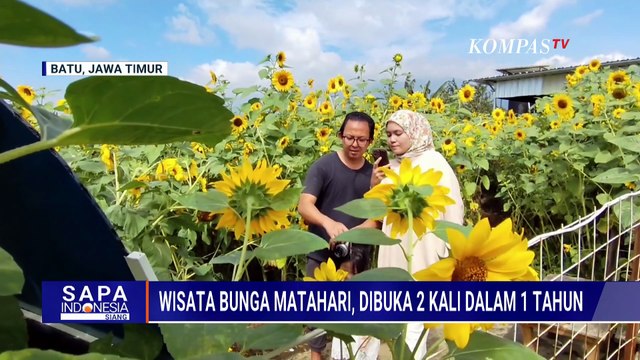 Pesona Bunga Matahari Mekar di Kota Batu Jawa Timur, Ramai Dikunjungi Wisatawan | SAPA SIANG