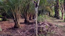 Perkebunan sawit BS 2