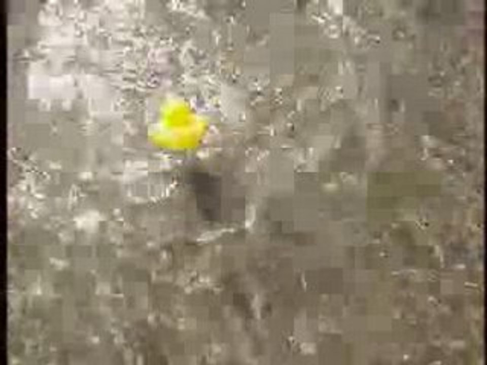 Canard ballotté par les vagues