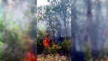 Incendi in provincia di Pisa: le fiamme nel bosco di Peccioli