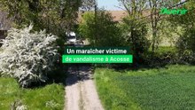 Un maraîcher victime de vandalisme à Acosse