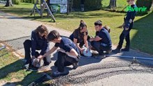 Vielsalm : les oies agressives maîtrisées