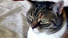 Completely Still… Except for Those Eyes 👀🐱 #cat #funnycats #catlovers