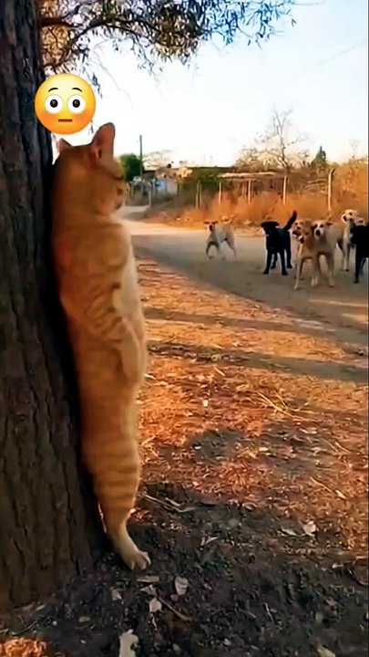 funny moments #cat #cutecat #funny #comedy