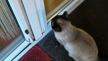 No Food Yet… Time for Stretching & Claw Sharpening 😳🐱 #cats #catlovers #funnycats