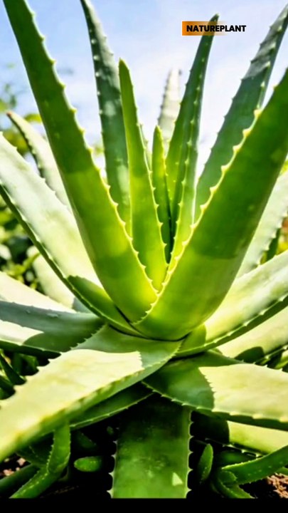 Aloe Vera  & Powerful Benefit | Natural Plant