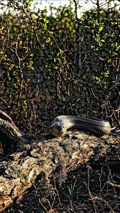 Why the Black Mamba is the King of Reptiles #animalfacts #snakes #wildlife #amazingfacts #worldsnake