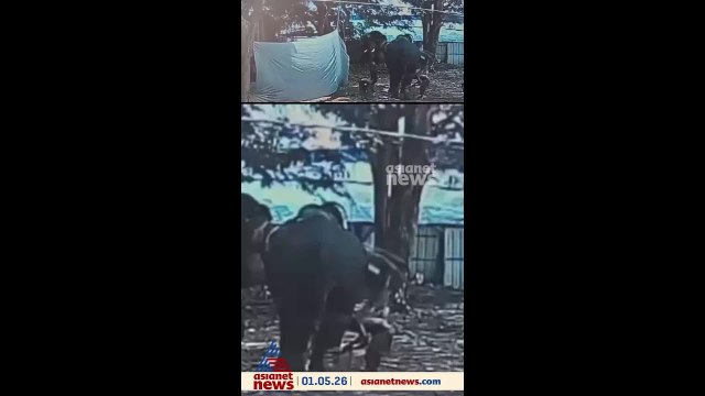 കൂടൽമാണിക്യം ക്ഷേത്രത്തിൽ ഉത്സവത്തിനെത്തിച്ച ആന ഇടഞ്ഞു; പാപ്പാനെ ചവിട്ടി കൊന്നു