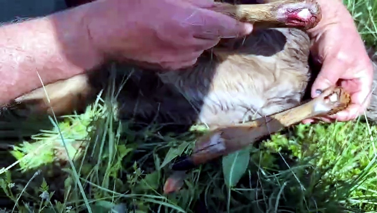Dos cazadores salvan de morir ahogada a una corza que cayó al canal del Esla