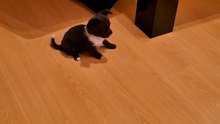 Il pense pouvoir m’échapper… il a tort ! 😤🐶