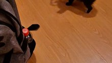 Je protège ma gamelle comme un trésor 😤🐶