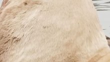 Un lobo marino gigante acapara atención en San Francisco